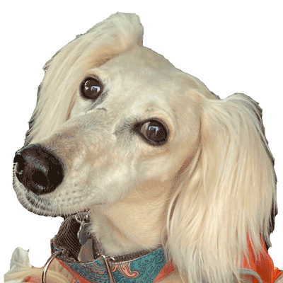 愛犬ふわりの画像